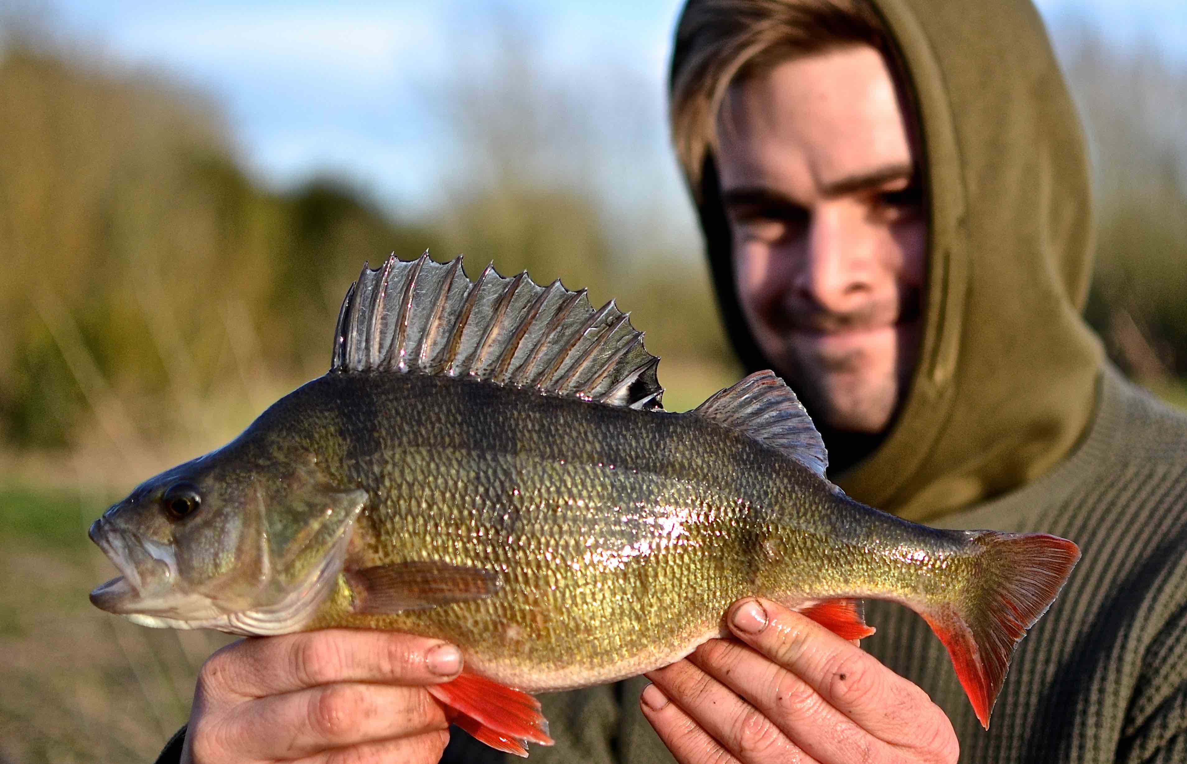 Perch Fishing Tutorials With James Armstrong - Gilly